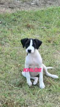 Rescue English Pointer Dogs for Adoption in Brooksville, Florida - K Litter | PetCurious