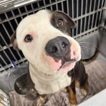 Tommy -  Terrier and Mixed Breed Dog for Adoption in Abilene, Texas - Tommy | PetCurious