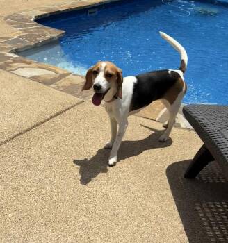 Emma Rose -  Beagle Dog for Adoption - Emma Rose | PetCurious