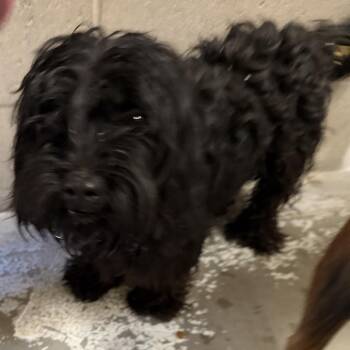 Gerad -  Terrier Dog for Adoption in Yuma, Arizona - Gerad | PetCurious
