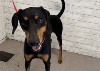 Rescue Doberman Pinscher Dogs for Adoption in San Bernardino, California - ERVIN | PetCurious