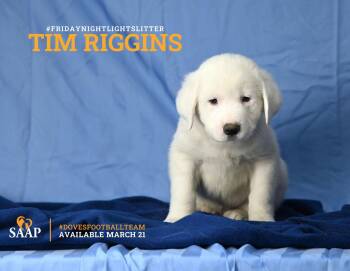 Great Pyrenees Dogs Available for Adoption - Tim Riggins | PetCurious