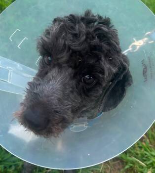 Theodore Bear IV -  Miniature Poodle and Cockapoo Dog for Adoption - Theodore Bear IV | PetCurious
