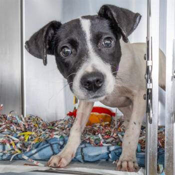 WISTERIA -  Australian Cattle Dog Blue Heeler and Mixed Breed Dog for Adoption in St. Louis, Missouri - WISTERIA | PetCurious