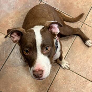 Wynona Momma Winner - Local Lady -  Chocolate Labrador Retriever and Bulldog Dog for Adoption in Andover, Massachusetts - Wynona Momma Winner - Local Lady | PetCurious