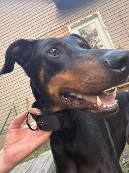 Santa -  Doberman Pinscher Dog for Adoption in Minneapolis, Minnesota - Santa | PetCurious