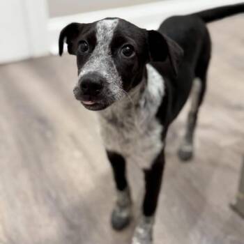 Zelda -  Australian Cattle Dog Blue Heeler Dog for Adoption in Philadelphia, Pennsylvania - Zelda | PetCurious