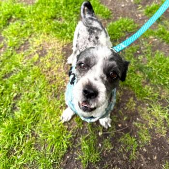 Poodle Dogs Available for Adoption in Brookhaven, New York - Choco | PetCurious