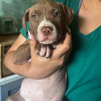 Boxer and Pit Bull Terrier Dogs Available for Adoption in Tampa, Florida - Phoebe | PetCurious