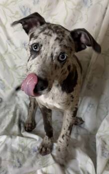 261412  Cashew -  Catahoula Leopard Dog and Pit Bull Terrier Dog for Adoption in Wetumpka, Alabama - 261412  Cashew | PetCurious