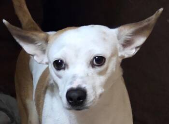 Rescue Australian Cattle Dog Blue Heeler and Chihuahua Dogs for Adoption in Tucson, Arizona - SUNSHINE | PetCurious