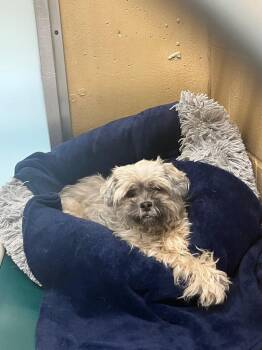 Mei Mei -  Shih Tzu Dog for Adoption in Fall River, Massachusetts - Mei Mei | PetCurious
