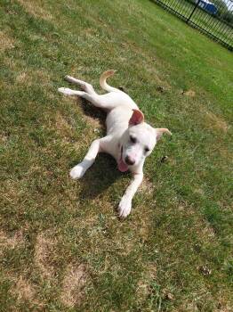 Rescue Pit Bull Terrier Dogs for Adoption in Wildomar, California - Athena (Iowa) | PetCurious