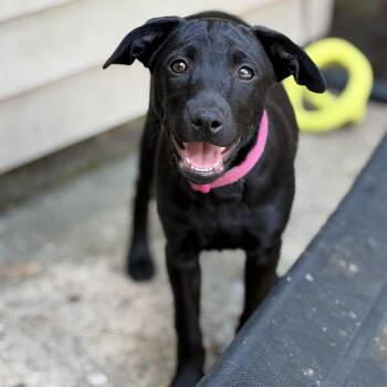 Mia -  Labrador Retriever Dog for Adoption - Mia | PetCurious