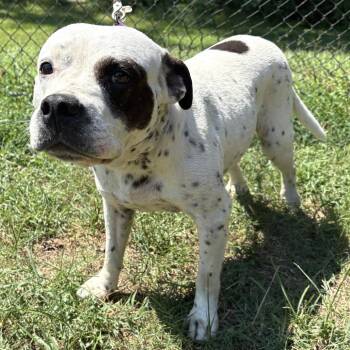 (Found) Oreo Speedwagon -  Pit Bull Terrier and Mixed Breed Dog for Adoption in Cabot, Arkansas - (Found) Oreo Speedwagon | PetCurious