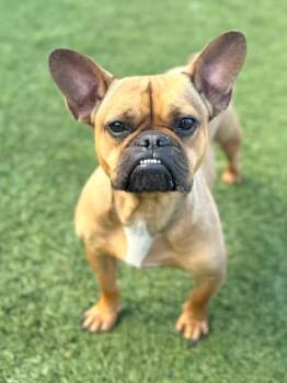Rescue French Bulldog Dogs for Adoption in San Francisco, California - Celine | PetCurious