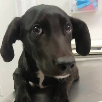 Rescue Mixed Breed Dogs for Adoption in Charleston, West Virginia - Dell | PetCurious