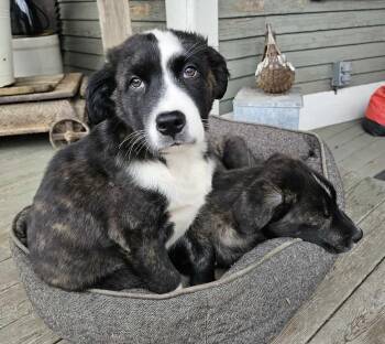 Rescue Border Collie and American Staffordshire Terrier Dogs for Adoption in Silvana, Washington - Calliope (Witchy Litter) | PetCurious