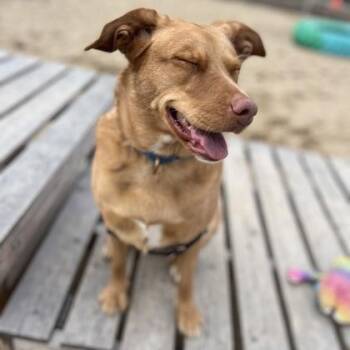Mixed Breed Dogs Available for Adoption in Janesville, Wisconsin - Syrup | PetCurious