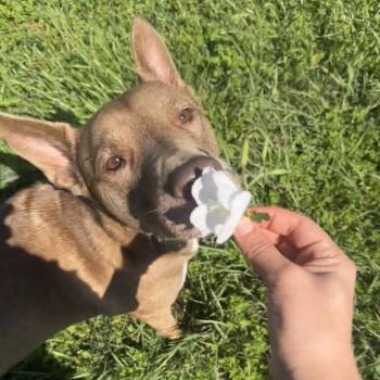 Layla the Dog Lovin Doll -  Shepherd and Pit Bull Terrier Dog for Adoption in Friendswood, Texas - Layla The Dog Lovin Doll | PetCurious