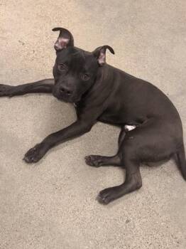 Pit Bull Terrier Dogs Available for Adoption - Aha | PetCurious