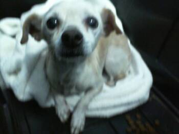 Rescue Mixed Breed Dogs for Adoption in Dallas, Texas - TERRY | PetCurious