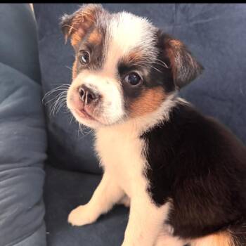 Mixed Breed Dogs Available for Adoption in Fredericksburg, Virginia - Tennie | PetCurious