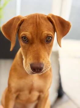 Jazzie -  Hound and Mixed Breed Dog for Adoption in Savage, Minnesota - Jazzie | PetCurious