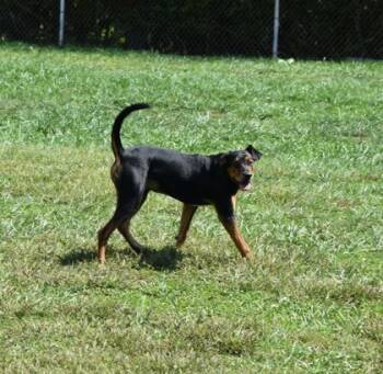 Rescue Mixed Breed Dogs for Adoption in Point Pleasant, West Virginia - Beetlejuice | PetCurious