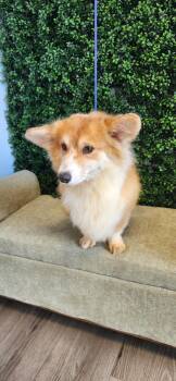 Corgi Dogs Available for Adoption - Summer | PetCurious