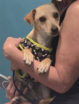 Labrador Retriever and Mixed Breed Dogs Available for Adoption - DALLAS | PetCurious