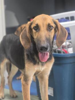 Dan -  Hound and Mixed Breed Dog for Adoption in Danielsville, Georgia - Dan | PetCurious