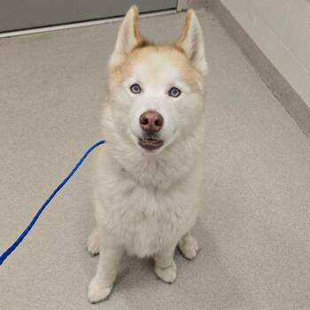 Siberian Husky Dogs Available for Adoption in Lindenhurst, New York - 26-210 | PetCurious