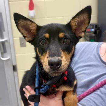 Sadie -  Mixed Breed Dog for Adoption in Springboro, Ohio - Sadie | PetCurious