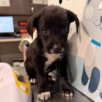 Maxwell -  Australian Cattle Dog Blue Heeler and Labrador Retriever Dog for Adoption in Tampa, Florida - Maxwell | PetCurious