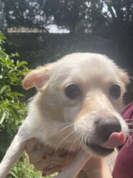 Chihuahua Dogs Available for Adoption in San Diego, California - Marvin | PetCurious