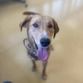 Skippy -  Yellow Labrador Retriever Dog for Adoption in Lynchburg, Virginia - Skippy | PetCurious