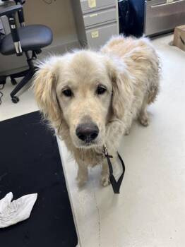 THOR -  Golden Retriever Dog for Adoption in Santa Cruz, California - THOR | PetCurious
