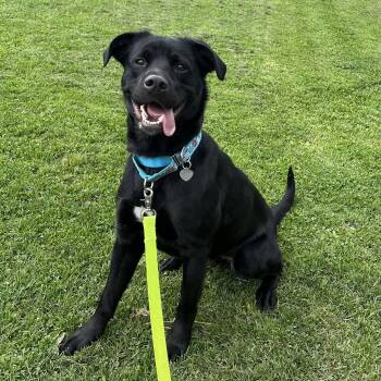 Black Labrador Retriever and Border Collie Dogs Available for Adoption in Ithaca, New York - Miah | PetCurious