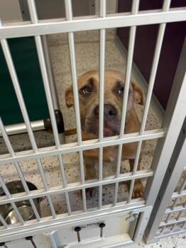 Baby -  Pit Bull Terrier Dog for Adoption in Providence Forge, Virginia - Baby | PetCurious
