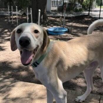 Quartet -  Mixed Breed Dog for Adoption in Charleston, South Carolina - Quartet | PetCurious