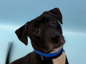 Billie -  Pit Bull Terrier and Mixed Breed Dog for Adoption in Golden Valley, Minnesota - Billie | PetCurious