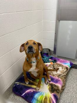 Coltin (Shiloe) -  Labrador Retriever and Hound Dog for Adoption in Van Wert, Ohio - Coltin (Shiloe) | PetCurious