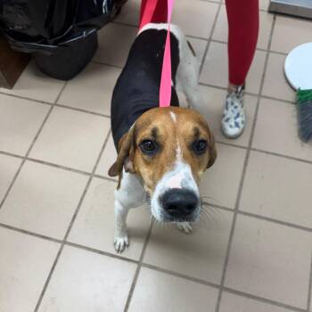 Bud -  Treeing Walker Coonhound and Hound Dog for Adoption in Starkville, Mississippi - Bud | PetCurious