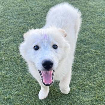 Nanook -  Husky Dog for Adoption in Las Vegas, Nevada - Nanook | PetCurious