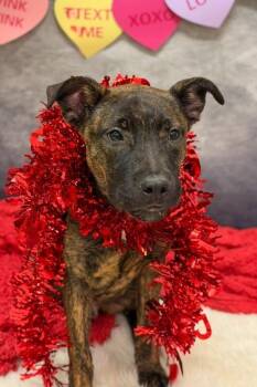 Solofa -  Mixed Breed Dog for Adoption in Cincinnati, Ohio - Solofa | PetCurious