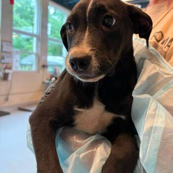 Tonka Bean -  Mixed Breed Dog for Adoption in Huntington, West Virginia - Tonka Bean | PetCurious