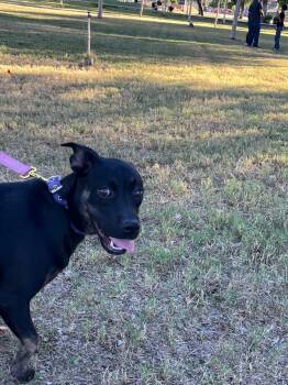 Rescue Black Labrador Retriever Dogs for Adoption in Palm Desert, California - Lilis | PetCurious