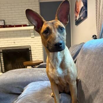 Ellie -  Bull Terrier and Mixed Breed Dog for Adoption in Medford Lakes, New Jersey - Ellie | PetCurious