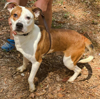 Rescue Mountain Cur Dogs for Adoption in Troy, Alabama - Rodeo | PetCurious